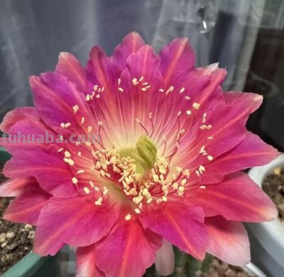 姐姐的仙人球成“养花尽头”，一年开花200天，花多花美让人爱！ - 图画吧TUHUABA