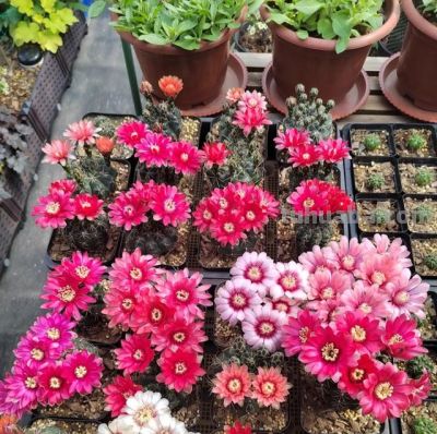 姐姐的仙人球成“养花尽头”，一年开花200天，花多花美让人爱！ - 图画吧TUHUABA