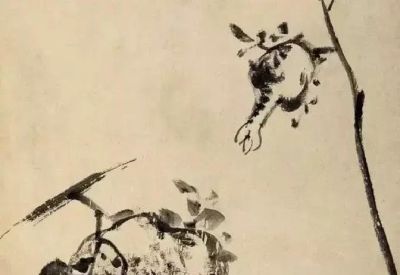 八大山人画蔬果 - 图画吧TUHUABA