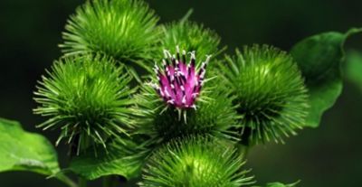 思维导图（小学低年级课文）知识大汇总 - 图画吧TUHUABA