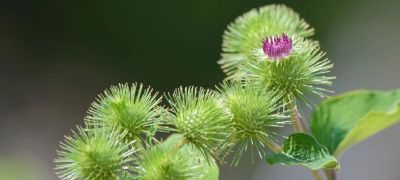 思维导图（小学低年级课文）知识大汇总 - 图画吧TUHUABA