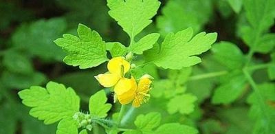 思维导图（小学低年级课文）知识大汇总 - 图画吧TUHUABA