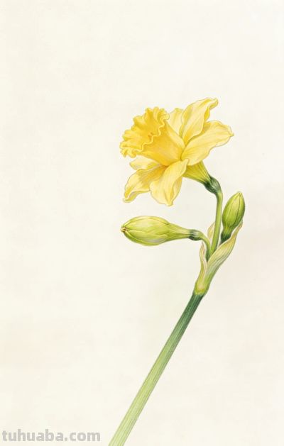 彩铅水仙插画分享 - 今日头条