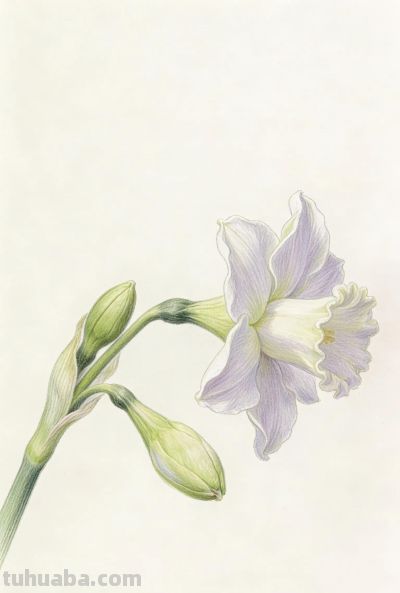 彩铅水仙插画分享 - 图画吧TUHUABA