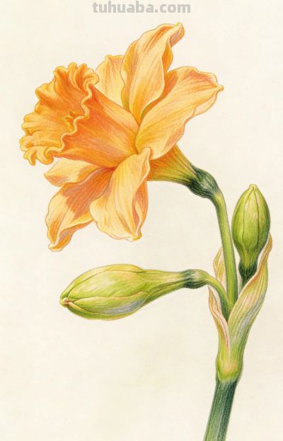 彩铅水仙插画分享 - 图画吧TUHUABA