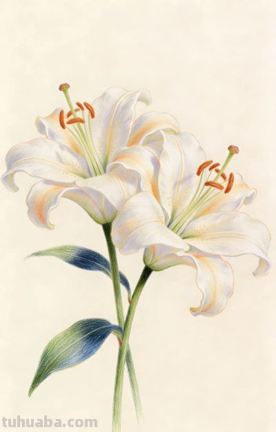 分享一组用彩铅精心描绘的百合花 - 今日头条