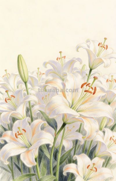 分享一组用彩铅精心描绘的百合花 - 图画吧TUHUABA