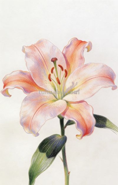 分享一组用彩铅精心描绘的百合花 - 图画吧TUHUABA