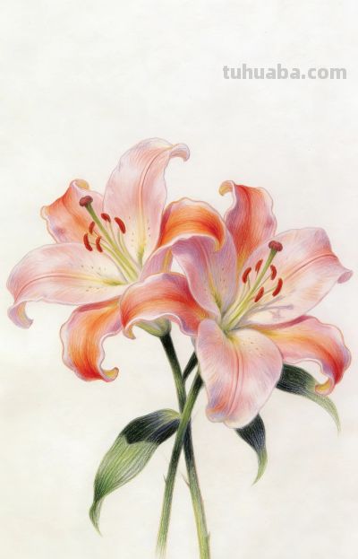 分享一组用彩铅精心描绘的百合花 - 图画吧TUHUABA