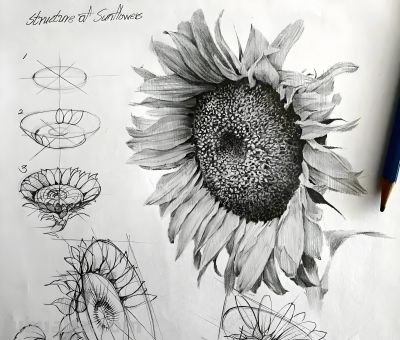 结构素描的空间感很难画？从基础结构到整体造型，这样画最正确 - 图画吧TUHUABA