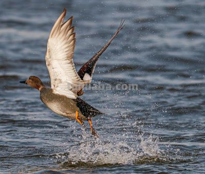 高像素与速度的博弈——运动生态摄影相机选择 - 图画吧TUHUABA