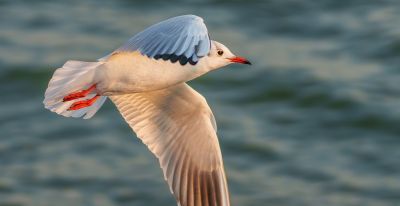 高像素与速度的博弈——运动生态摄影相机选择 - 图画吧TUHUABA