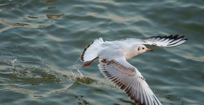 高像素与速度的博弈——运动生态摄影相机选择 - 图画吧TUHUABA