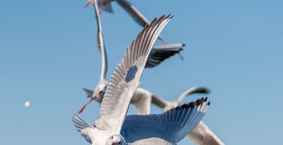 高像素与速度的博弈——运动生态摄影相机选择 - 图画吧TUHUABA