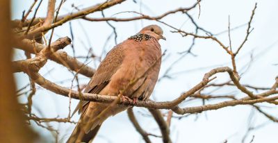 高像素与速度的博弈——运动生态摄影相机选择 - 图画吧TUHUABA