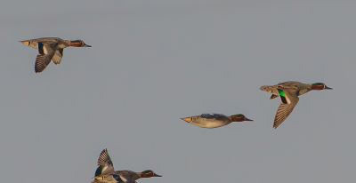 高像素与速度的博弈——运动生态摄影相机选择 - 图画吧TUHUABA