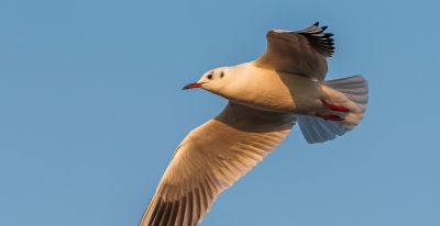 高像素与速度的博弈——运动生态摄影相机选择 - 图画吧TUHUABA