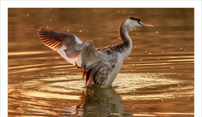 高像素与速度的博弈——运动生态摄影相机选择 - 图画吧TUHUABA
