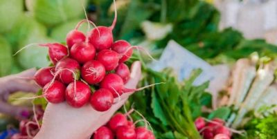 家庭种菜4个高阶技巧！低本高产还省心，新手也能当种植大神 - 图画吧TUHUABA