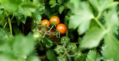 家庭种菜4个高阶技巧！低本高产还省心，新手也能当种植大神 - 图画吧TUHUABA