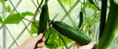 家庭种菜4个高阶技巧！低本高产还省心，新手也能当种植大神 - 图画吧TUHUABA