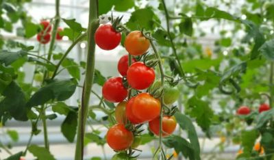 家庭种菜4个高阶技巧！低本高产还省心，新手也能当种植大神 - 图画吧TUHUABA