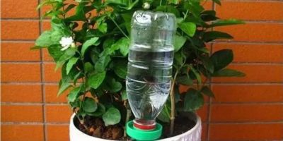 家庭种菜4个高阶技巧！低本高产还省心，新手也能当种植大神 - 图画吧TUHUABA