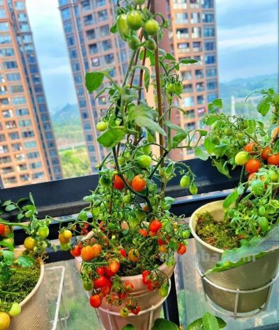 家庭种菜4个高阶技巧！低本高产还省心，新手也能当种植大神 - 图画吧TUHUABA