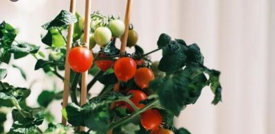 家庭种菜4个高阶技巧！低本高产还省心，新手也能当种植大神 - 图画吧TUHUABA