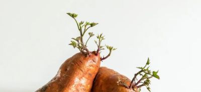 家庭种菜4个高阶技巧！低本高产还省心，新手也能当种植大神 - 图画吧TUHUABA