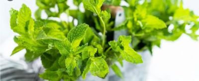 家庭种菜4个高阶技巧！低本高产还省心，新手也能当种植大神 - 图画吧TUHUABA