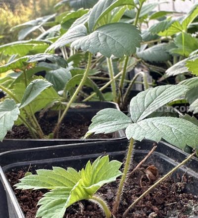 家庭立体种植草莓技术 - 图画吧TUHUABA