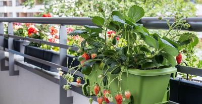 家庭立体种植草莓技术 - 图画吧TUHUABA