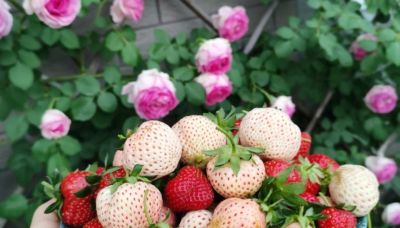 在家里到底怎么种植草莓呢？做到2点，每一盆都挂果好多，太赞了 - 今日头条