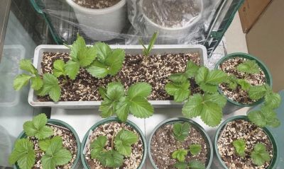 在家里到底怎么种植草莓呢?做到2点,每一盆都挂果好多,太赞了 - 今日头条 在家里到底怎么种植草莓呢?做到2点,每一盆都挂果好多,太赞了 - 图画吧TUHUABA