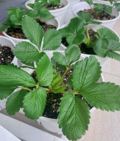 在家里到底怎么种植草莓呢?做到2点,每一盆都挂果好多,太赞了 - 今日头条 在家里到底怎么种植草莓呢?做到2点,每一盆都挂果好多,太赞了 - 图画吧TUHUABA