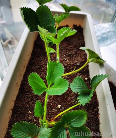 在家里到底怎么种植草莓呢?做到2点,每一盆都挂果好多,太赞了 - 今日头条 在家里到底怎么种植草莓呢?做到2点,每一盆都挂果好多,太赞了 - 图画吧TUHUABA
