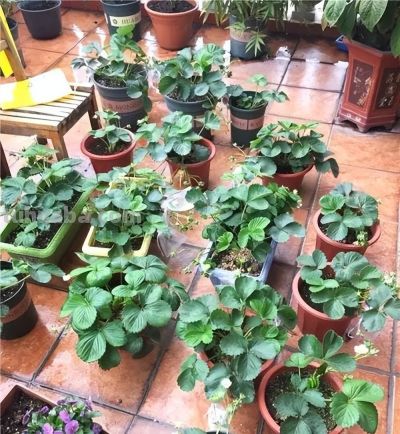 在家里到底怎么种植草莓呢?做到2点,每一盆都挂果好多,太赞了 - 今日头条 在家里到底怎么种植草莓呢?做到2点,每一盆都挂果好多,太赞了 - 图画吧TUHUABA