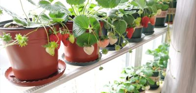 在家里到底怎么种植草莓呢?做到2点,每一盆都挂果好多,太赞了 - 今日头条 在家里到底怎么种植草莓呢?做到2点,每一盆都挂果好多,太赞了 - 图画吧TUHUABA