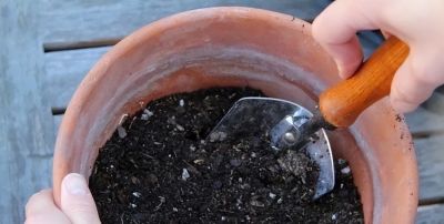 在家里到底怎么种植草莓呢?做到2点,每一盆都挂果好多,太赞了 - 今日头条 在家里到底怎么种植草莓呢?做到2点,每一盆都挂果好多,太赞了 - 图画吧TUHUABA