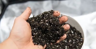 在家里到底怎么种植草莓呢?做到2点,每一盆都挂果好多,太赞了 - 今日头条 在家里到底怎么种植草莓呢?做到2点,每一盆都挂果好多,太赞了 - 图画吧TUHUABA