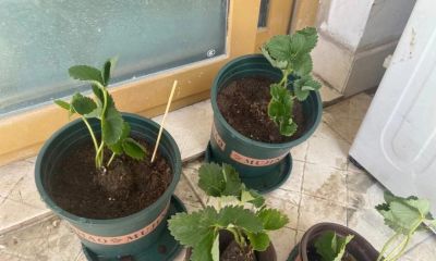 在家里到底怎么种植草莓呢?做到2点,每一盆都挂果好多,太赞了 - 今日头条 在家里到底怎么种植草莓呢?做到2点,每一盆都挂果好多,太赞了 - 图画吧TUHUABA