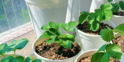 在家里到底怎么种植草莓呢?做到2点,每一盆都挂果好多,太赞了 - 今日头条 在家里到底怎么种植草莓呢?做到2点,每一盆都挂果好多,太赞了 - 图画吧TUHUABA