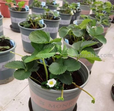 在家里到底怎么种植草莓呢?做到2点,每一盆都挂果好多,太赞了 - 今日头条 在家里到底怎么种植草莓呢?做到2点,每一盆都挂果好多,太赞了 - 图画吧TUHUABA