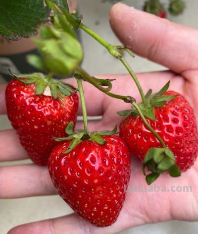 在家里到底怎么种植草莓呢?做到2点,每一盆都挂果好多,太赞了 - 今日头条 在家里到底怎么种植草莓呢?做到2点,每一盆都挂果好多,太赞了 - 图画吧TUHUABA