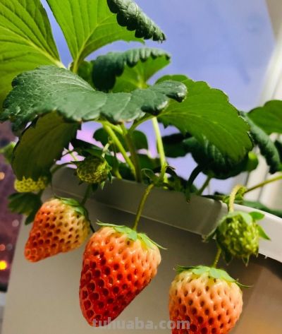 在家里到底怎么种植草莓呢?做到2点,每一盆都挂果好多,太赞了 - 今日头条 在家里到底怎么种植草莓呢?做到2点,每一盆都挂果好多,太赞了 - 图画吧TUHUABA
