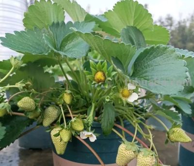 在家里到底怎么种植草莓呢?做到2点,每一盆都挂果好多,太赞了 - 今日头条 在家里到底怎么种植草莓呢?做到2点,每一盆都挂果好多,太赞了 - 图画吧TUHUABA