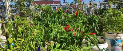 阳台、泡沫箱、花盆最适合种植这些蔬菜，简单省心，家庭种植首选 - 今日头条