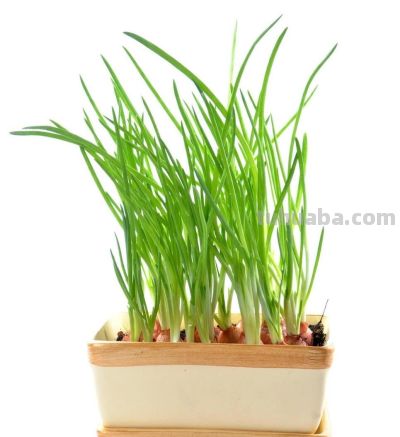 阳台、泡沫箱、花盆最适合种植这些蔬菜,简单省心,家庭种植首选 - 今日头条 阳台、泡沫箱、花盆最适合种植这些蔬菜,简单省心,家庭种植首选 - 图画吧TUHUABA