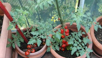 阳台、泡沫箱、花盆最适合种植这些蔬菜,简单省心,家庭种植首选 - 今日头条 阳台、泡沫箱、花盆最适合种植这些蔬菜,简单省心,家庭种植首选 - 图画吧TUHUABA